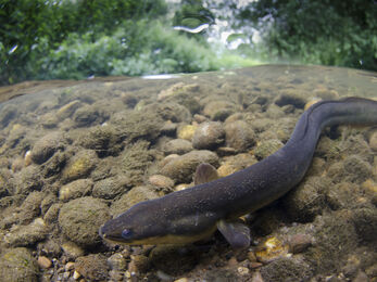 An eel lying on a pebbly river bed