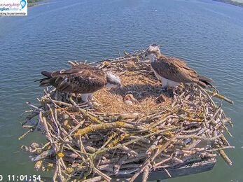 Ospreys Maya, 33 and their first chick on their nest