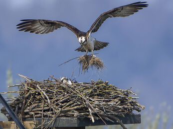 An osprey sat on a large nest on a raised platform. A second osprey is coming in to land on the nest clutching a large number of twigs
