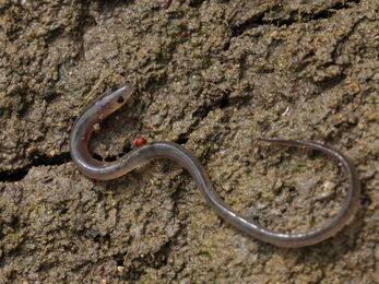 European eel