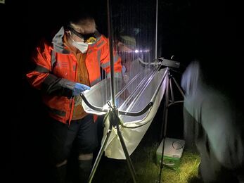 A person in a high-visibility jacket and headlamp stands outdoors at night, carefully checking a harp trap made of vertical strings and a fabric collection tray, illuminated by a bright light 