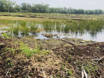 Blog from the bog