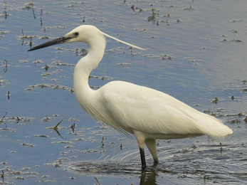 Little Egret