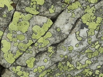 lichen on rock