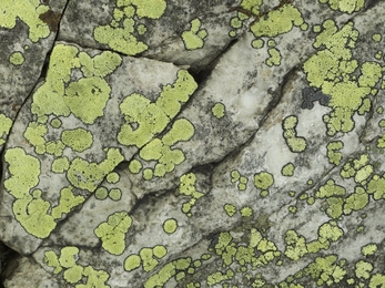 lichen on rock