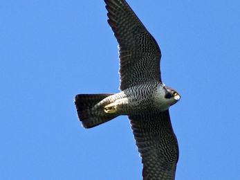 Peregrine falcon in flight