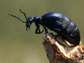 Violet oil beetle