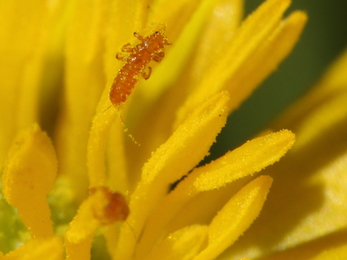 Violet oil beetle triungulins on a dandelion 