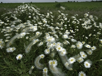 Ox-eye daisies swaying in the breeze along the edge of a field. 
