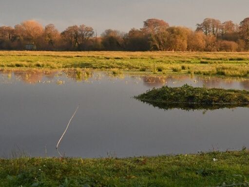 Wild wetlands | Somerset Wildlife Trust
