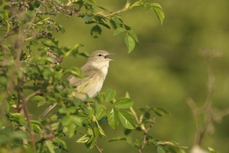 Garden warbler