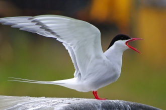 Arctic Tern