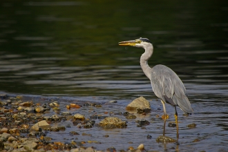 A grey heron standing on the stony margin of a river