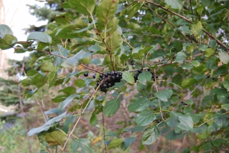 Purging Buckthorn