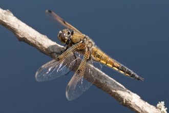 Four-spotted Chaser