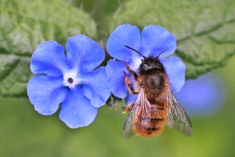 Red Mason Bee