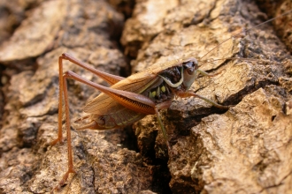 Roesel's Bush-cricket