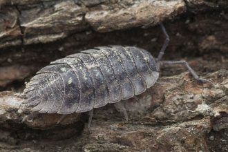 Common Woodlouse