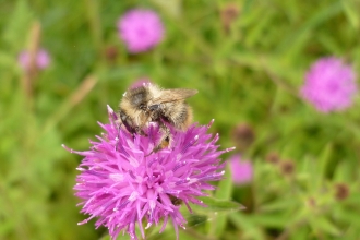 Shrill Carder Bee