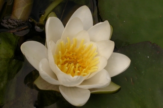 White Water-lily