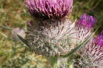 Woolly Thistle