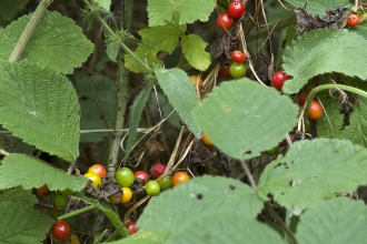 Black Bryony