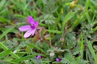 Stork's-bill