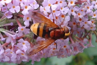 Hornet Mimic Hoverfly