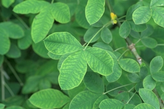 Common Laburnum