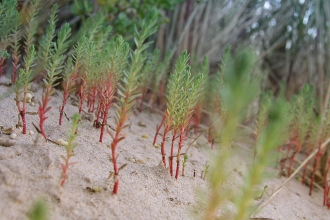 Sea Spurge