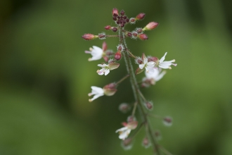 Enchanter's nightshade