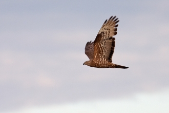 North Somerset Bird of Prey Centre