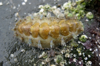 Chiton (Acanthochitona crinita)