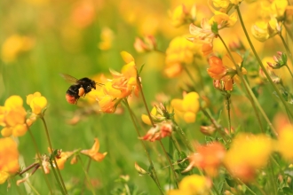 Red-tailed bumblebee