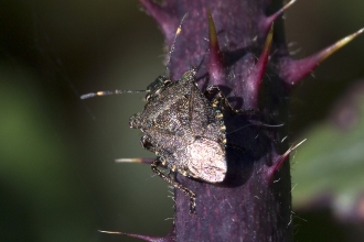 Bronze shieldbug