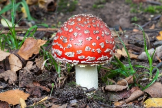 Fly Agaric