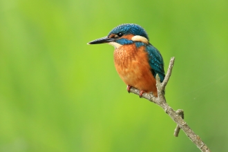 Kingfisher