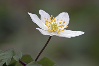 Wood anemone by Heath McDonald