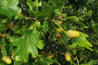 Close up of oak leaves and acorns by Rob Wolton
