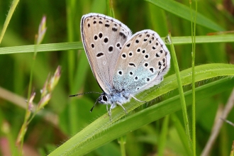 Large blue butterfly on a blade of grass John Lindley