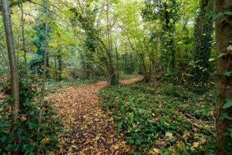 Thurlbear Wood leafy path Matt Sweeting