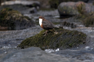 Dipper on a rock Brian Phipps