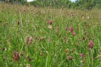 Edford Meadows with wild flowers