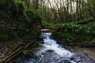 Harridge Woods with stream Matt Sweeting