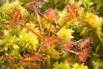 Roundleaved sundew close-up I stock Leszek Wygachiewicz