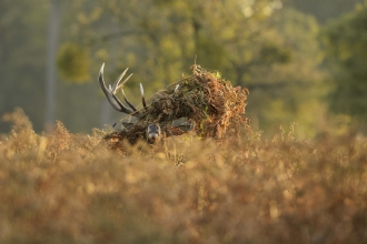 Red deer stag with bracken on his antlers Terry Whittaker