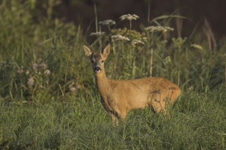 Side on photo of roe deer looking straight at camera