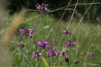 Close-up of betony