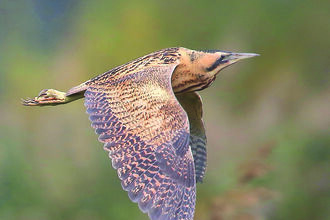 Flying Bittern 