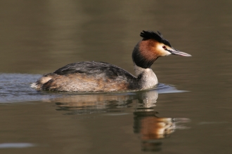 Close-up of great crested grebe swimming